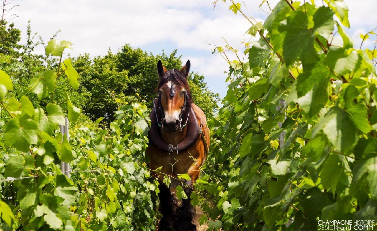 Enjoy En Champagne Maison Calme Au Milieu Du Vignoble Avec Parking Gratuit Dormans Exterior photo